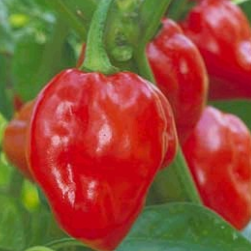 Pepper 'Habenero'